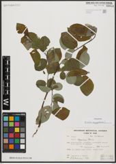 Foto von Salix aegyptiaca L.
